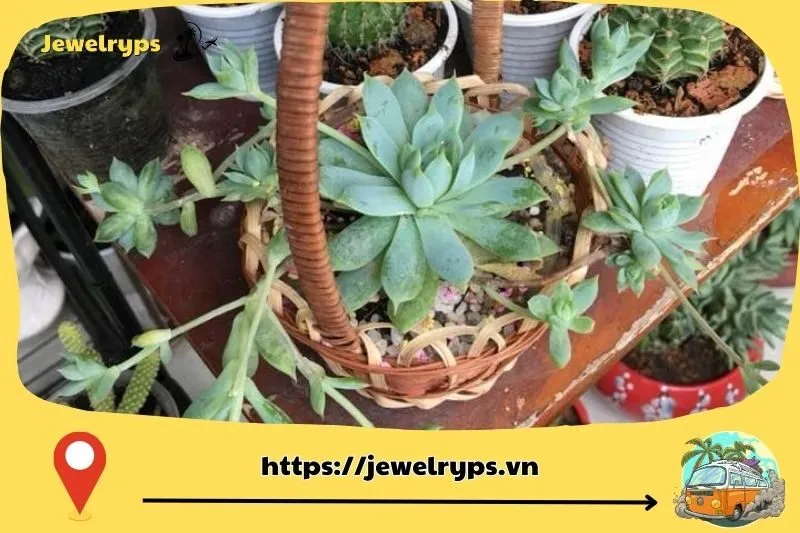 Cây Kiểng Sen Đá Bến Tre