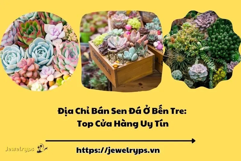 Địa Chỉ Bán Sen Đá Ở Bến Tre: Top Cửa Hàng Uy Tín