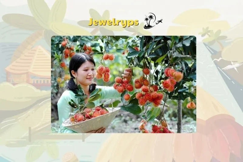 Cách di chuyển đến vườn trái cây Cái Mơn