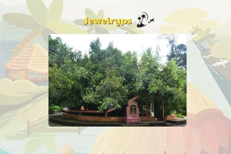 Cây Bạch Mai - Cây Di sản Việt Nam