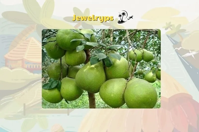 Hiệu quả kinh tế từ bưởi da xanh Bến Tre