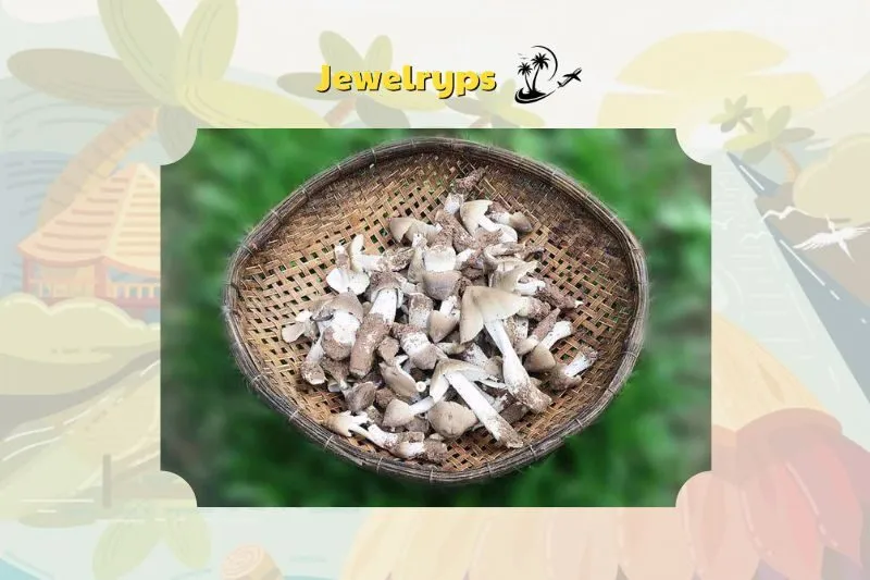 Nấm mối Bến Tre là gì?