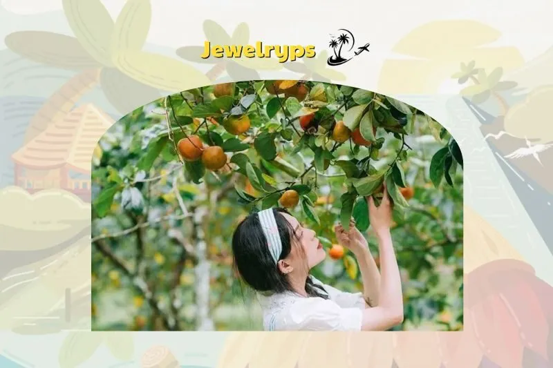 Những lưu ý khi du lịch vườn trái cây Cái Mơn