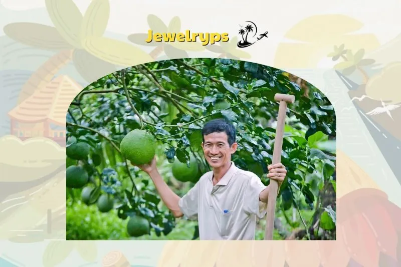 Tương lai phát triển của bưởi da xanh Bến Tre